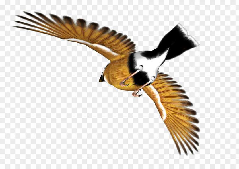 Bird Beak Wing Chickadee Coraciiformes PNG
