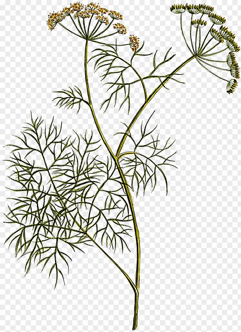 Plant Flower Cow Parsley Heracleum (plant) Family PNG