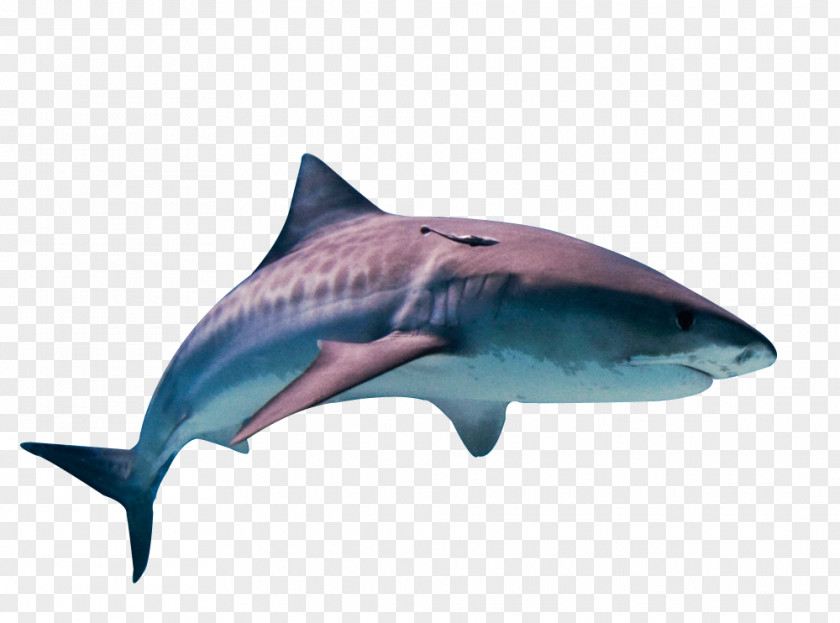 Shark Tiger Great White Fish Cat PNG