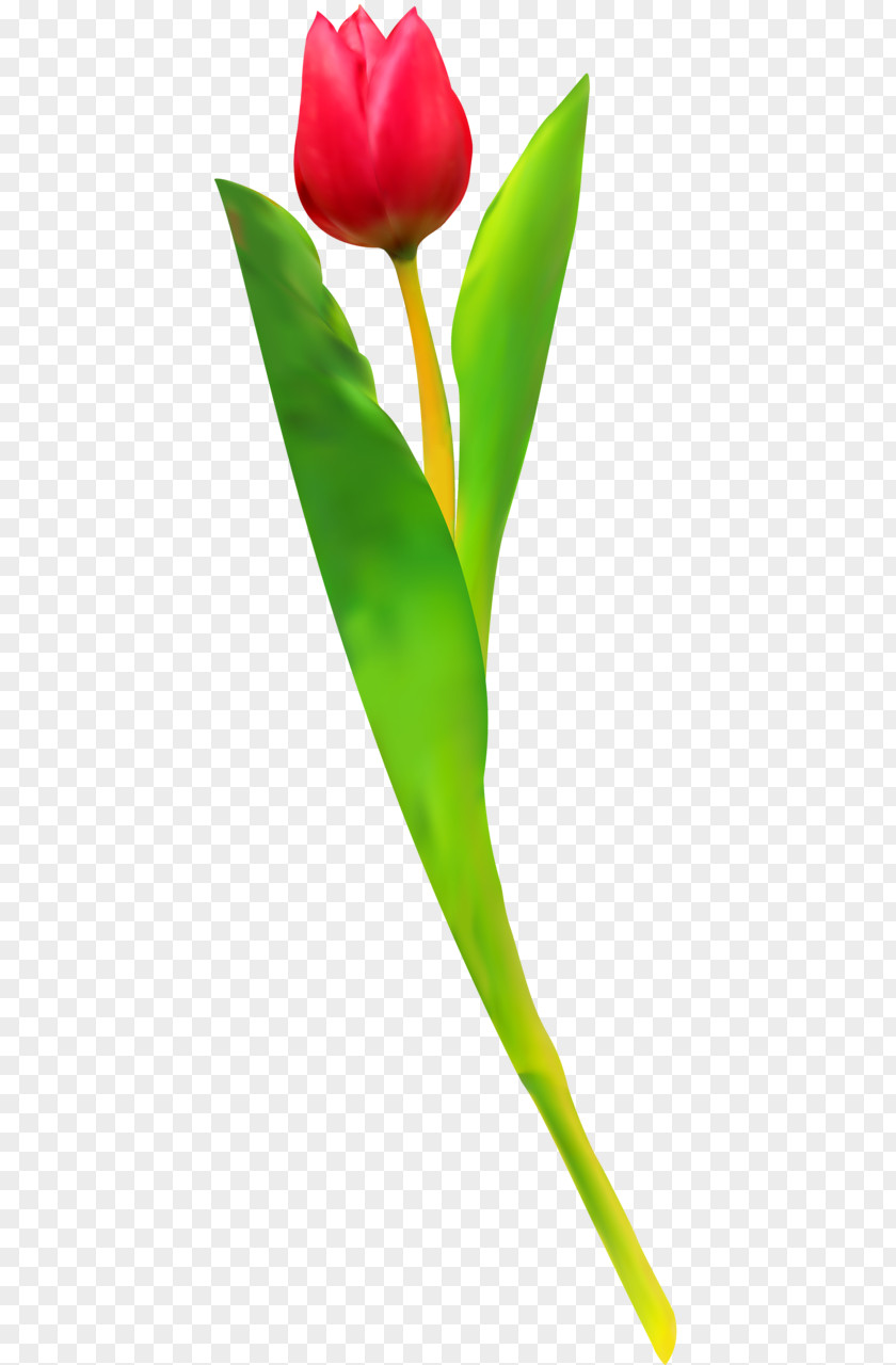 Tulip Cut Flowers Plant Stem Leaf Petal PNG