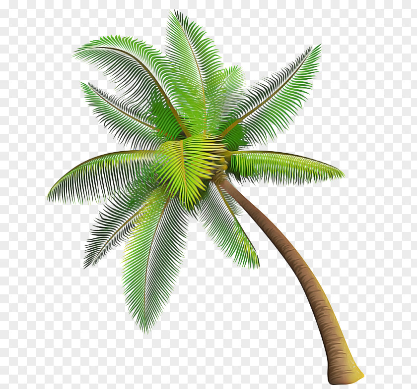 Woody Plant Terrestrial Palm Tree PNG