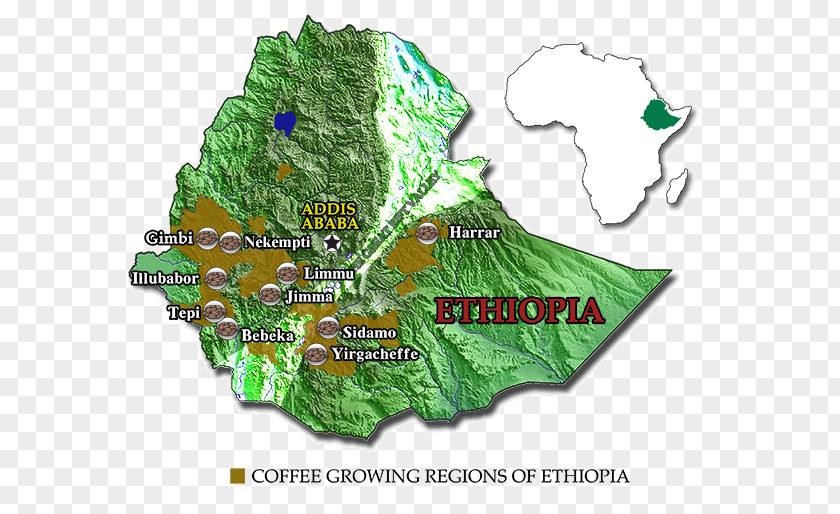 Coffee Arabica Regions Of Ethiopia Ethiopian Cuisine PNG