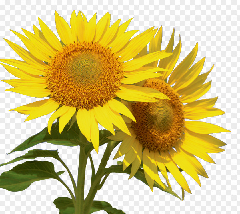 Congratulations Common Sunflower Image Desktop Wallpaper Information PNG