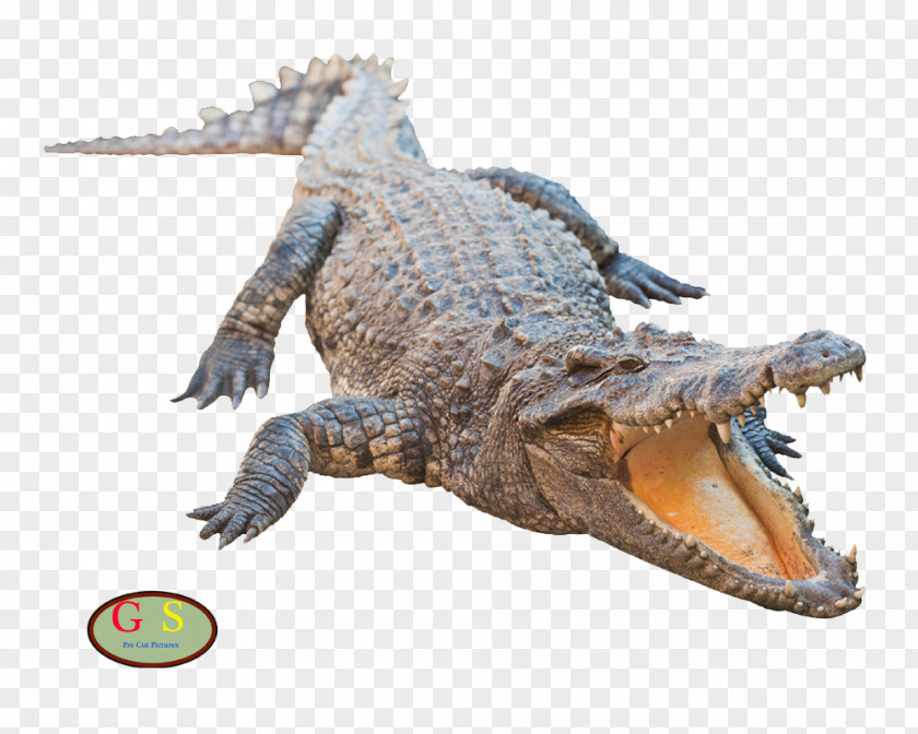 Nile Crocodile American Alligator Crocodiles Clipping Path PNG
