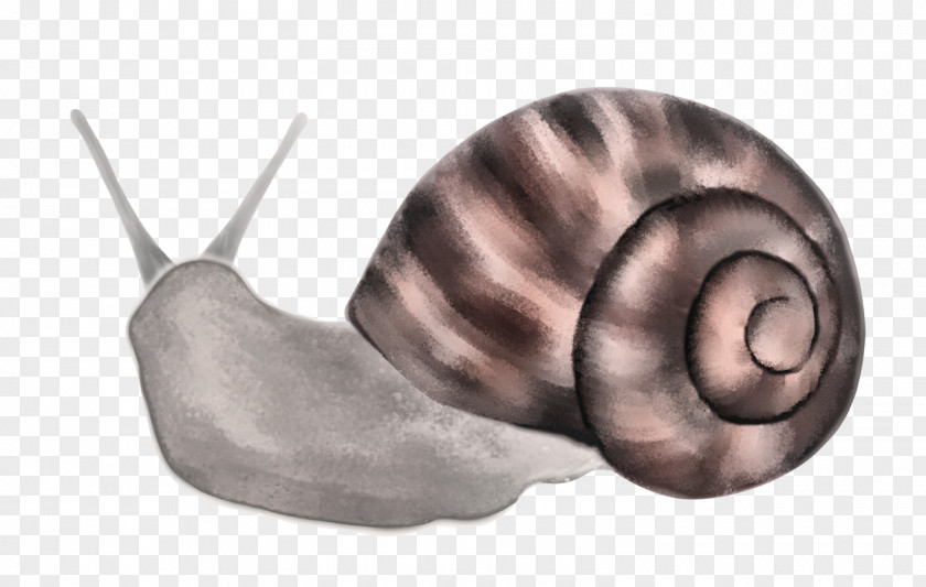 Snails Snail Nautilida Ear Close-up PNG