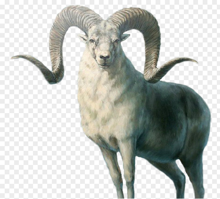 Strong Goat Marco Polo Sheep Armenian Mouflon Sheepu2013goat Hybrid Ovis Orientalis PNG