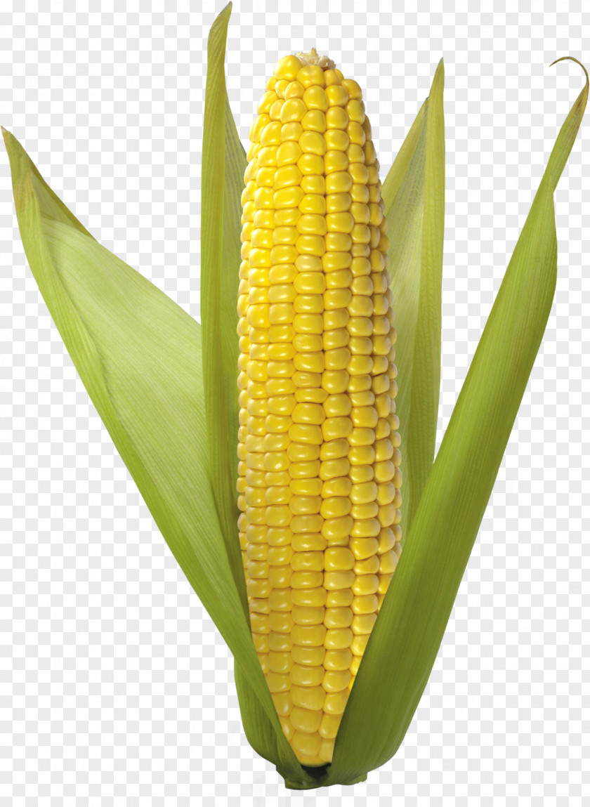 Corn On The Cob Maize Popcorn PNG