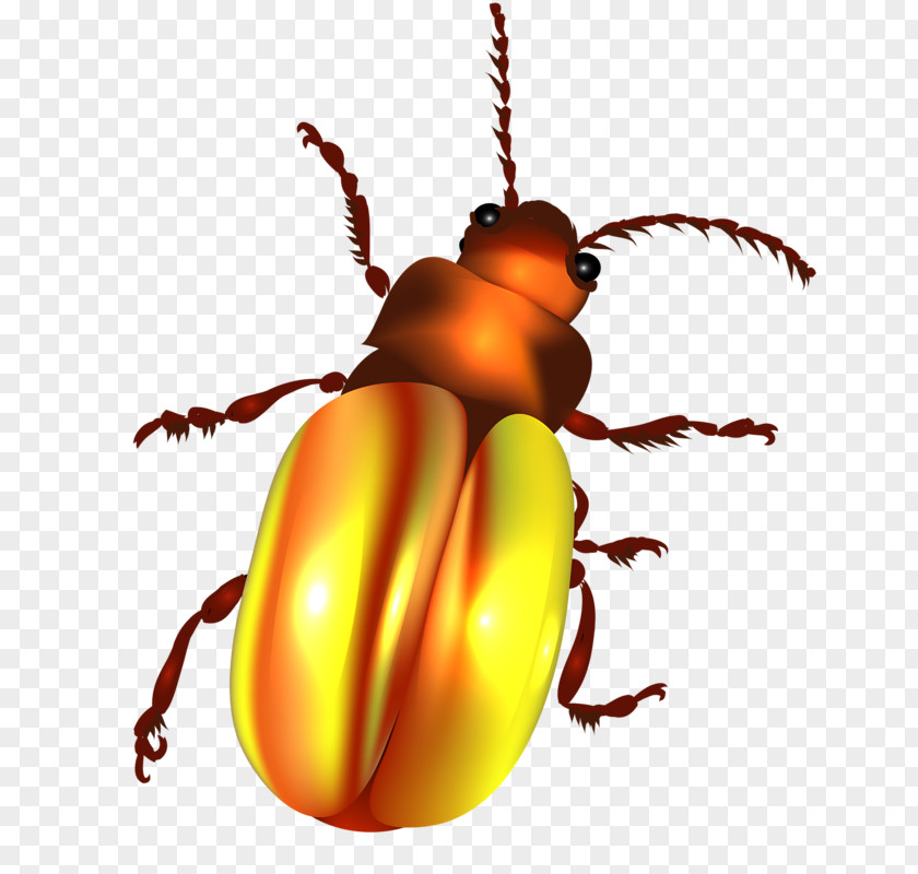 Gold Bugs Beetle Color Illustration PNG