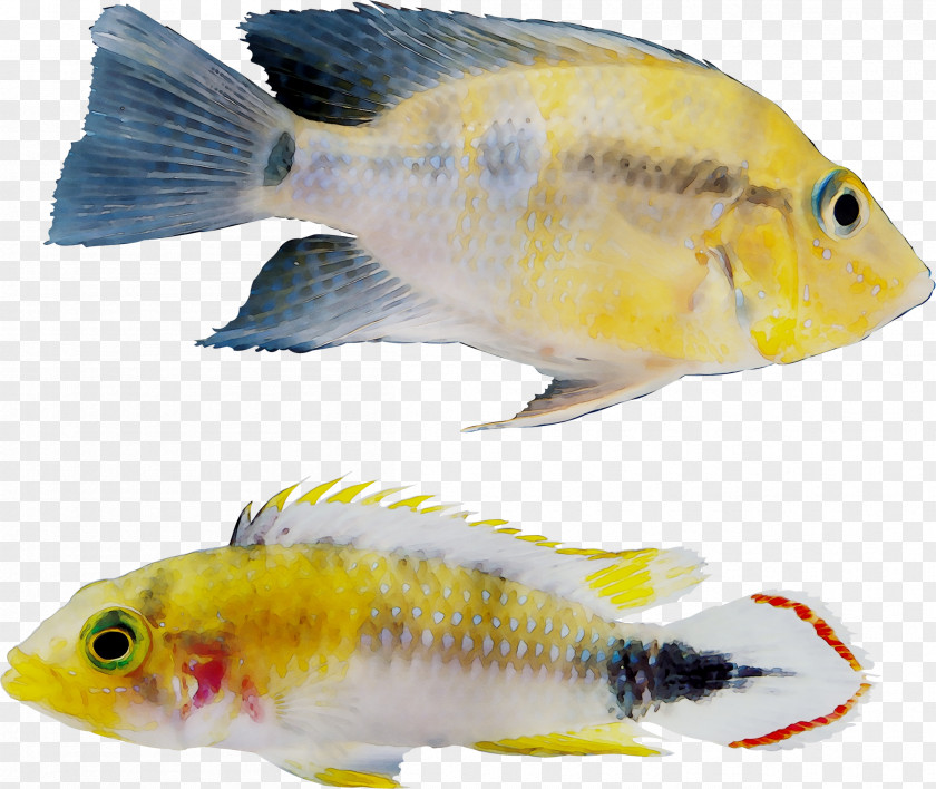 Goldfish Feeder Fish Freshwater Aquarium PNG