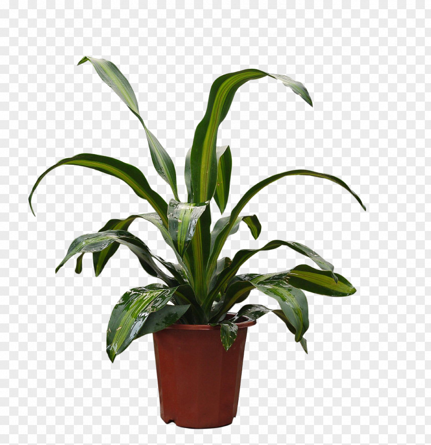 Phnom Penh Medium Iron Pot Houseplant PNG