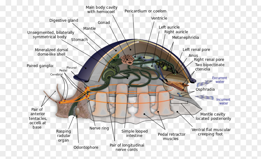 Snail Mantle Mollusc Shell Foot Bivalvia Radula PNG