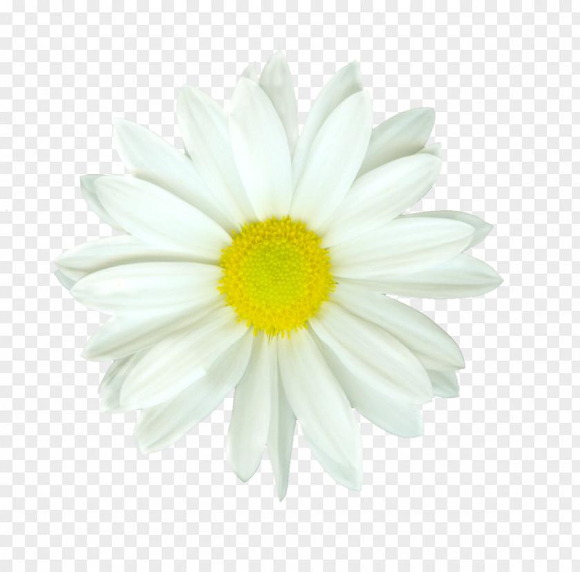 White Flower Oxeye Daisy Family Petal Tulip PNG