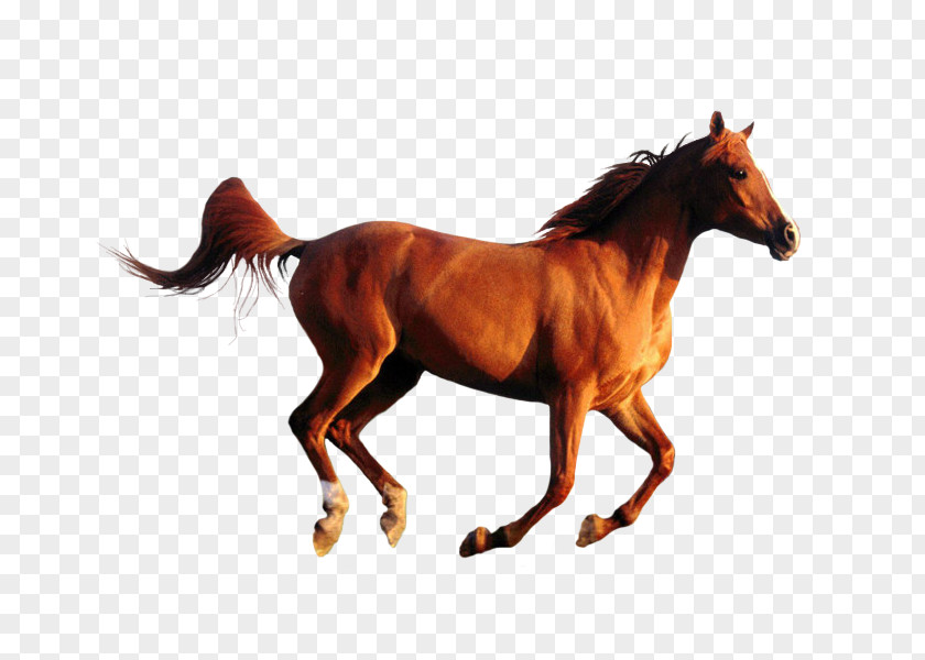 American Quarter Horse Arabian Desktop Wallpaper Image Black PNG