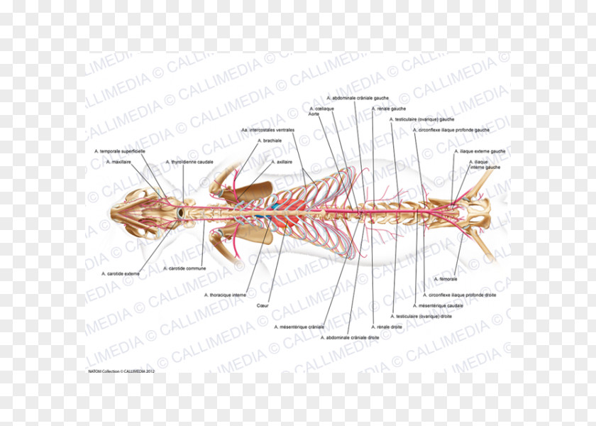 Femoral Artery Median Sacral Gluteal Muscles Internal Pudendal Anatomy PNG