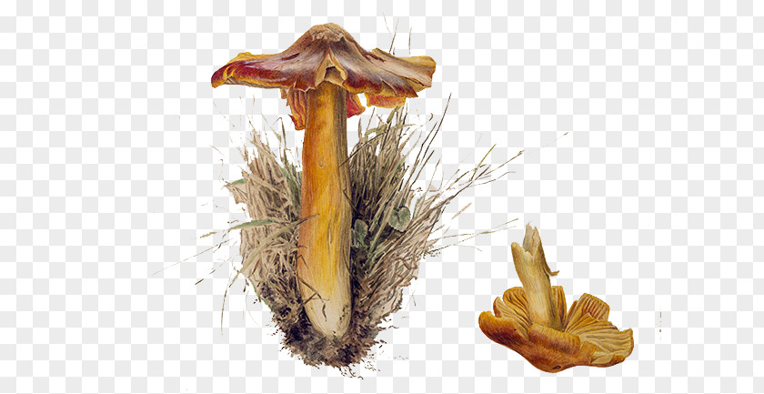 Hand-painted Fungus Mushrooms The Tale Of Peter Rabbit Mushroom Illustration PNG