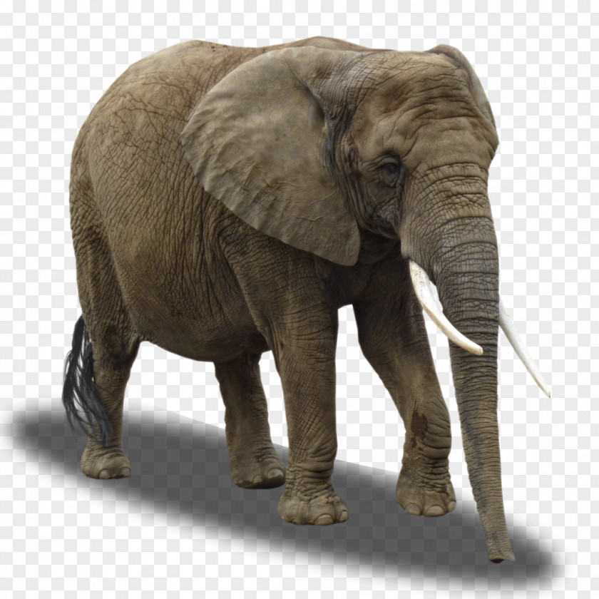 Lion African Elephant Giraffe Rhinoceros Tiger PNG