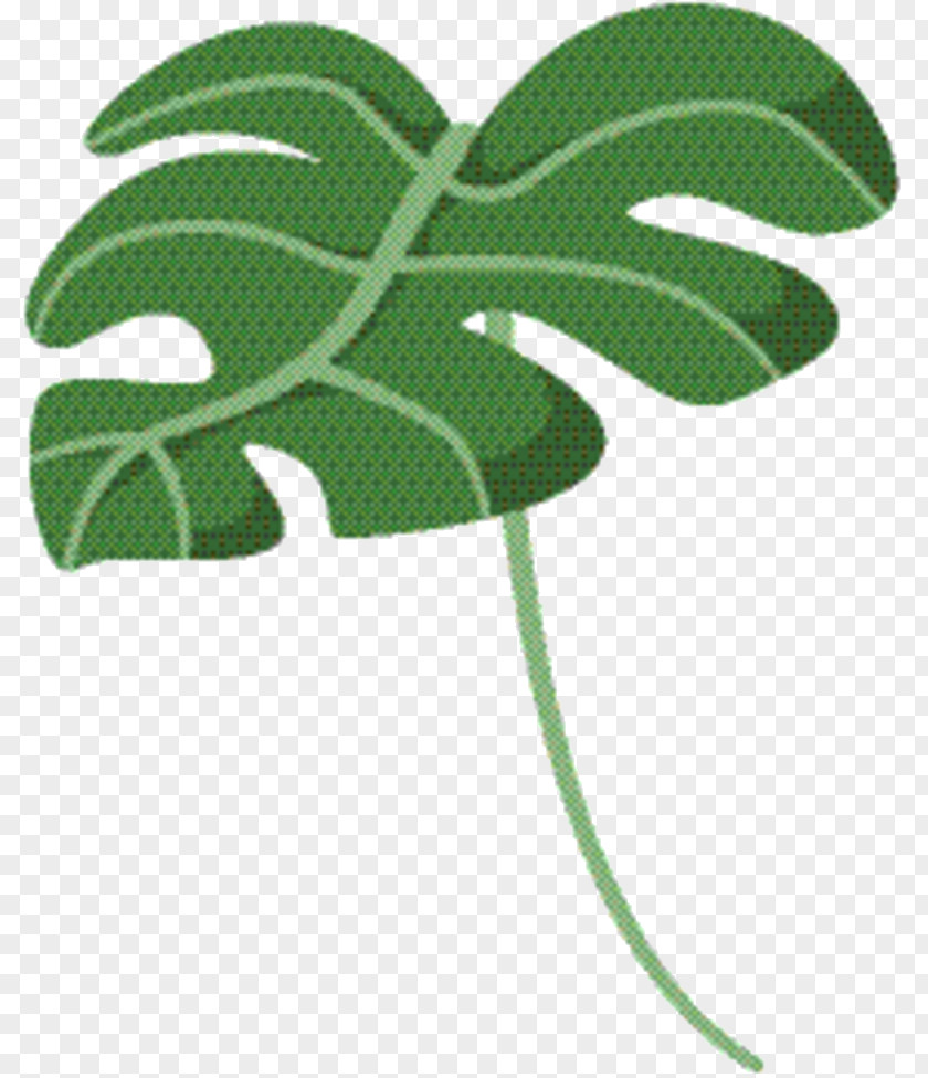 Monstera Deliciosa Flower Green Leaf Background PNG