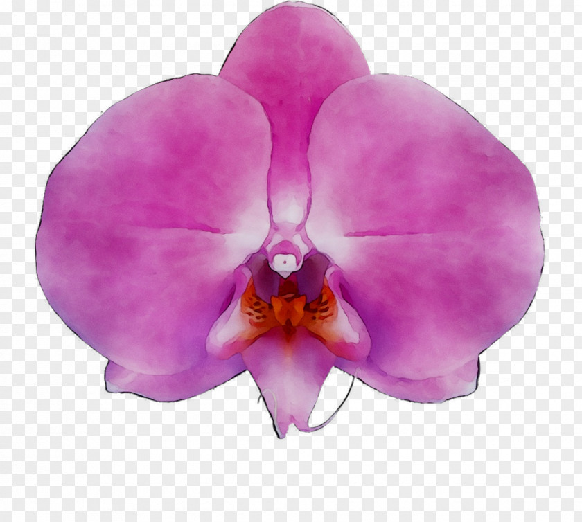 Moth Orchids Production Diens Flowering Plant PNG