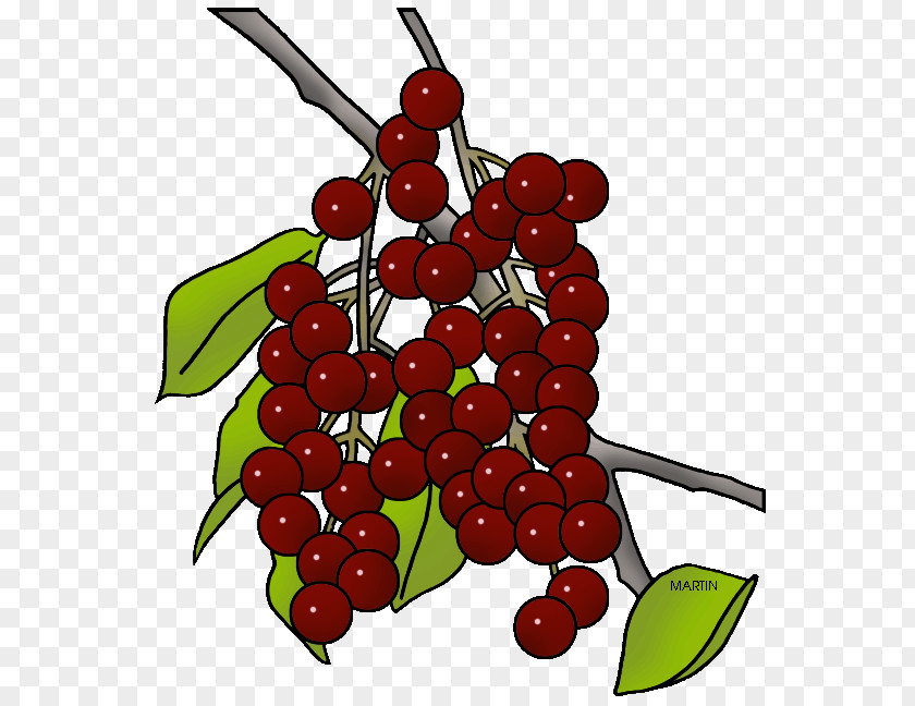 Choke Cherry Tree Visual Software Systems Ltd. Clip Art Presentation Berries Website PNG