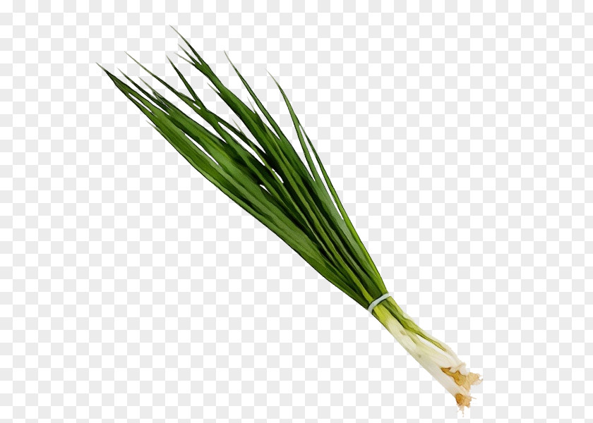 Elymus Repens Grass Family Welsh Onion Plant Vegetable Chives PNG