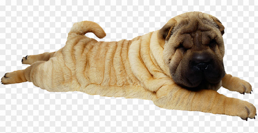 Shar-Pei Shar Pei Puppy PNG