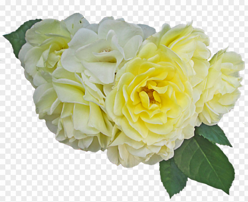 Yellow Rose Centifolia Roses Garden Cut Flowers Floral Design PNG