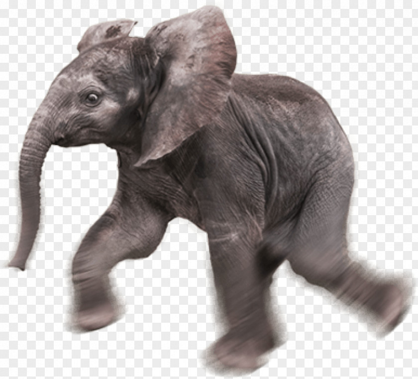 Elephants Indian Elephant African Image PNG