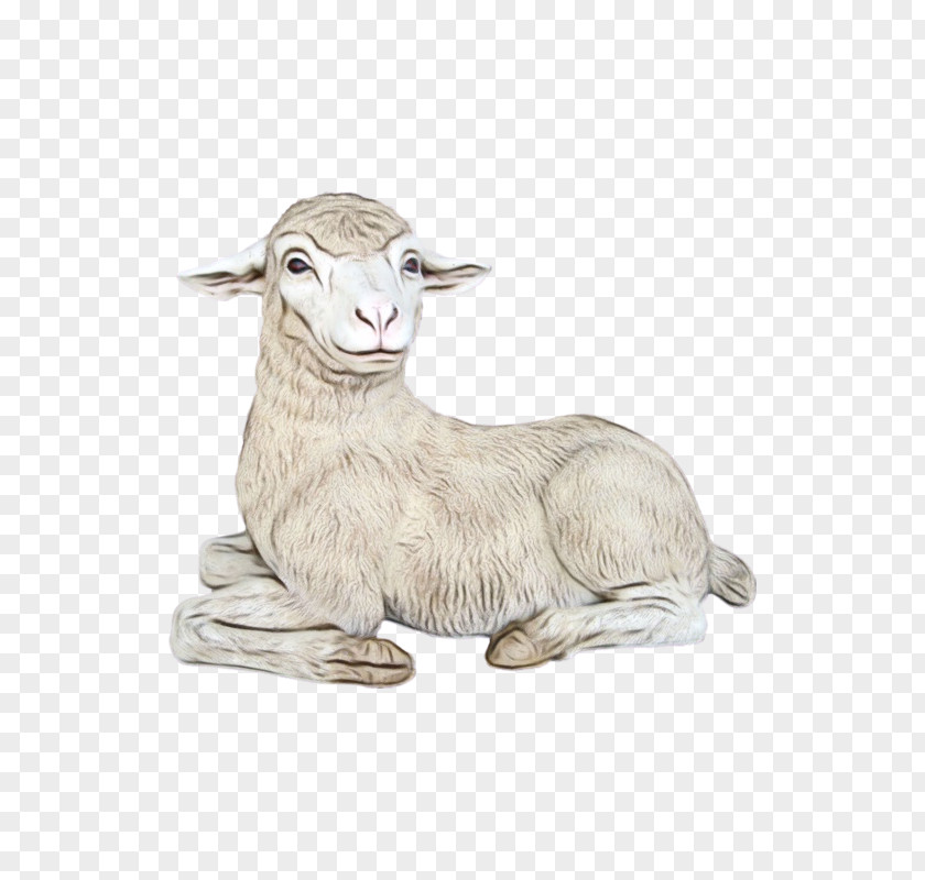 Merino Image Rove Goat Drawing PNG