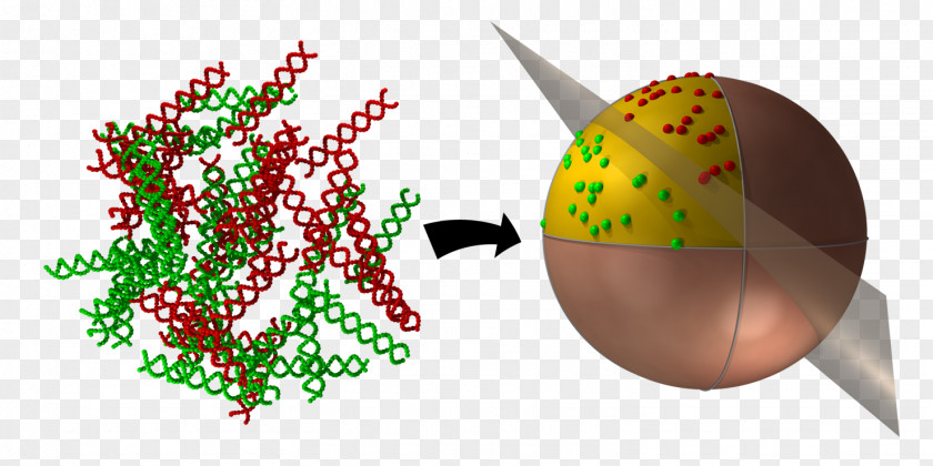 University Of Stavanger Microalgae Biotechnology Research Molecular Biology Cell PNG