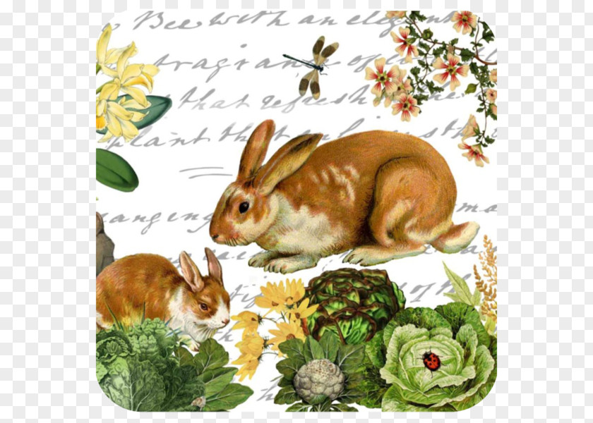 Kitchen Domestic Rabbit Cutting Boards Tray PNG