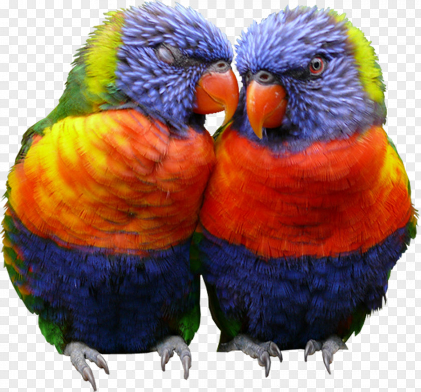 Parrot Lovebird Amazon Cockatiel Cockatoo PNG