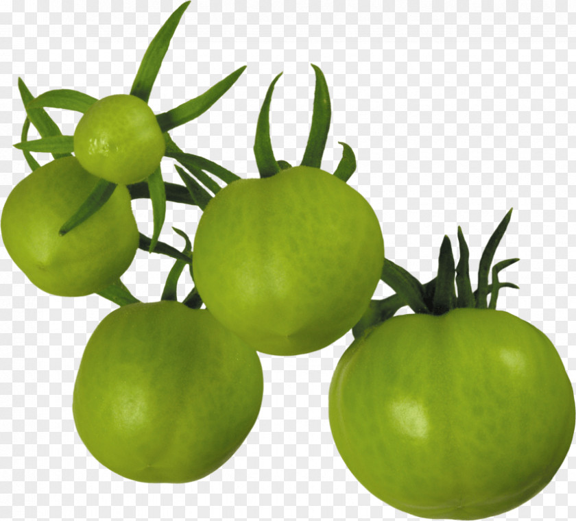 Tomato Vegetarian Cuisine Fried Green Tomatoes Clip Art PNG