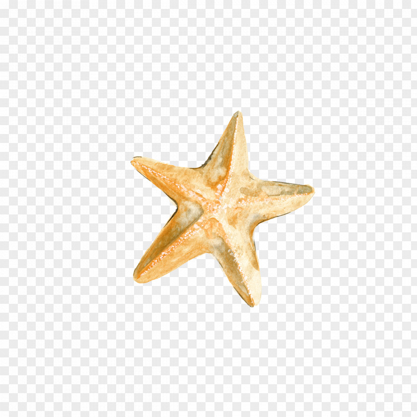 Drawing Starfish Download PNG