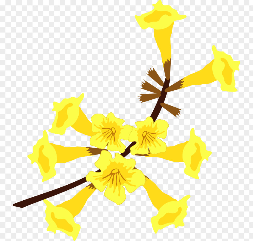 Flor Flower Yellow Ipe Handroanthus Albus PNG