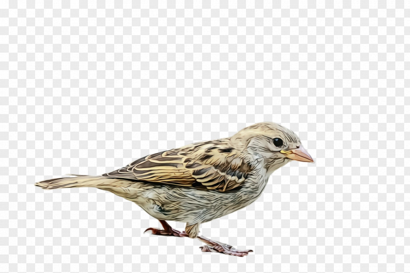 Lark Finch Bird House Sparrow Beak Song PNG