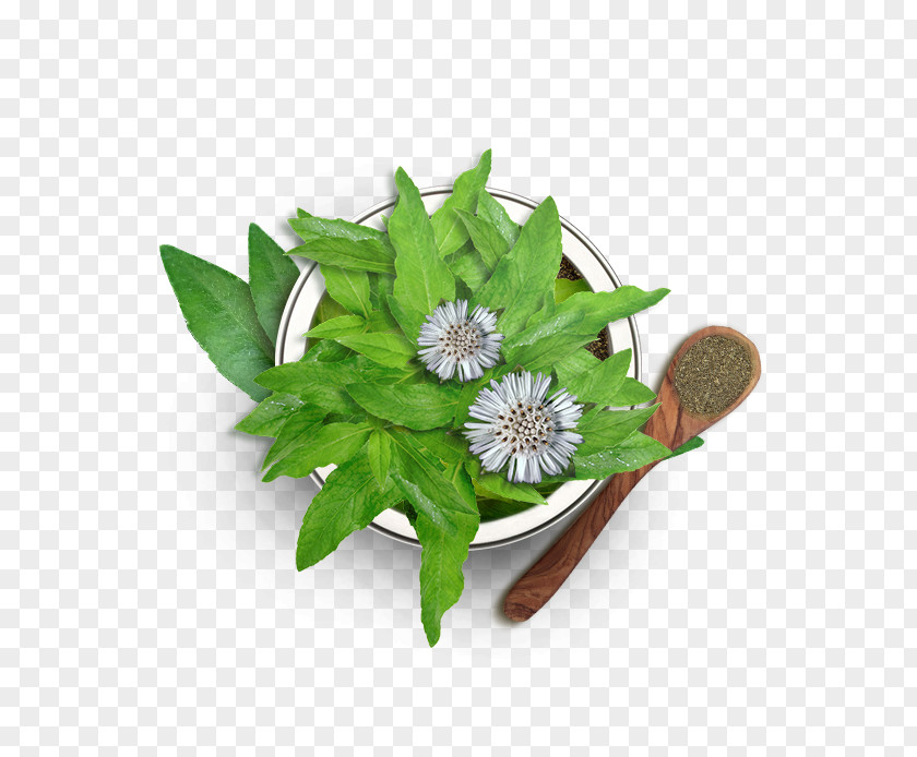 Oil False Daisy Hair Care Loss PNG