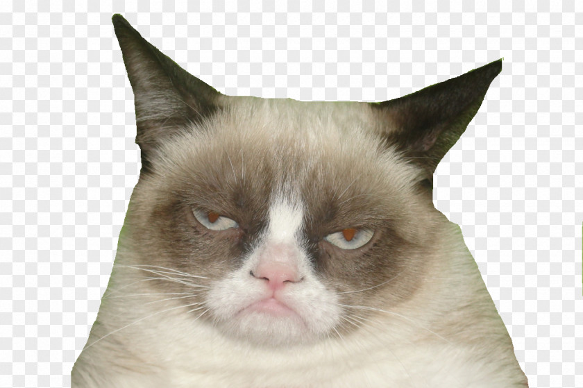Somali Cat Kitten Grumpy T-shirt Horse PNG