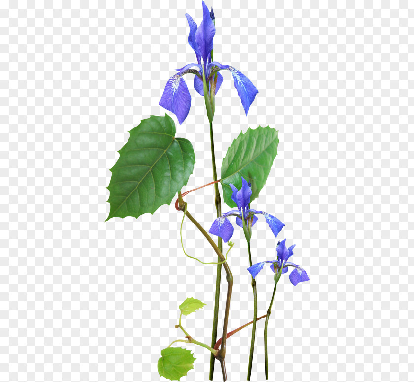 Speedwell Field Wildflower Blue Photography PNG