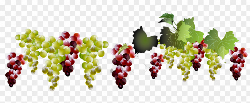 Berry Vitis Grape Natural Foods Grapevine Family Fruit Seedless PNG
