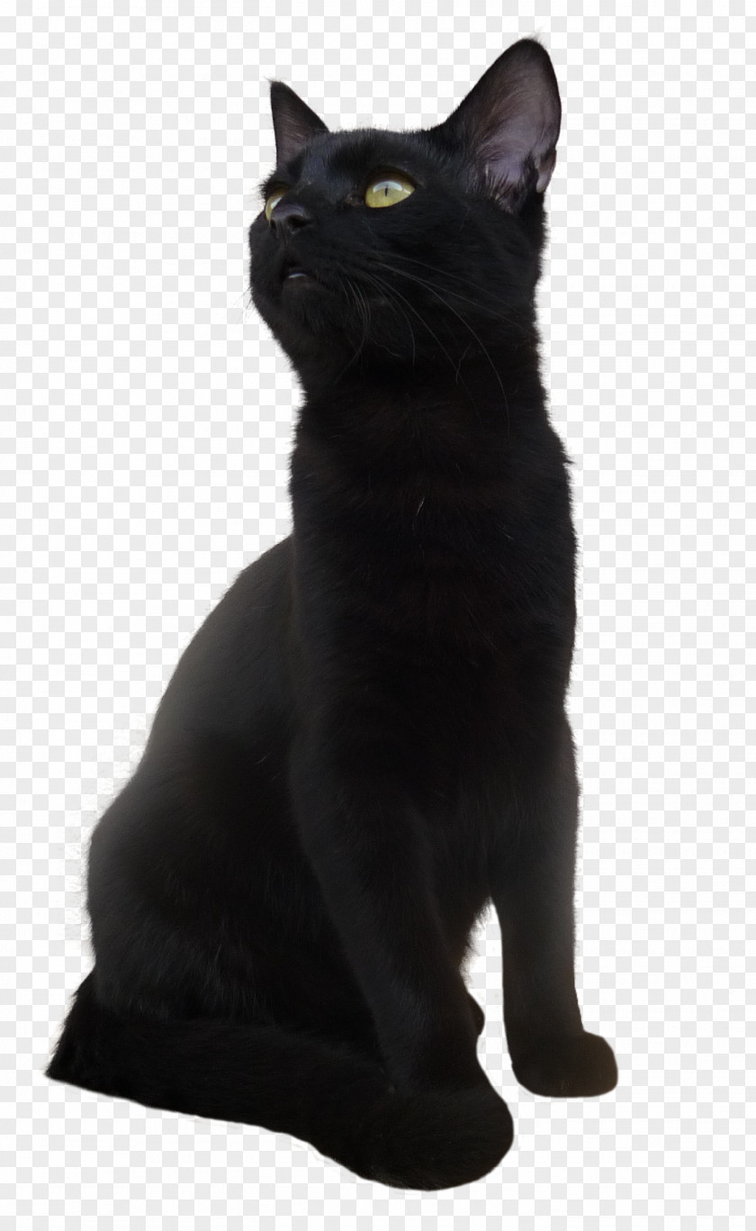 Black Cat Transparent Picture Bombay Korat European Shorthair PNG