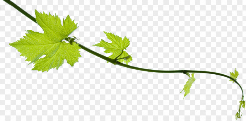 Grape Cabernet Franc Wine Leaves Vine PNG