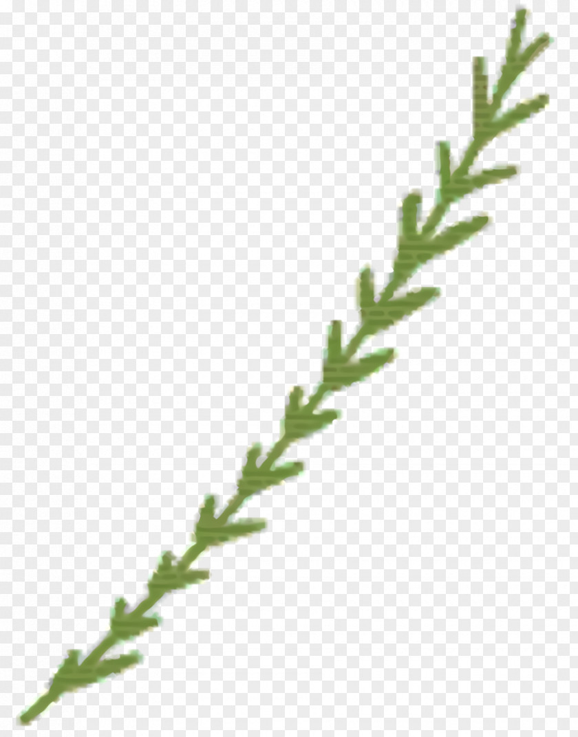 Herbaceous Plant River Juniper Cartoon PNG