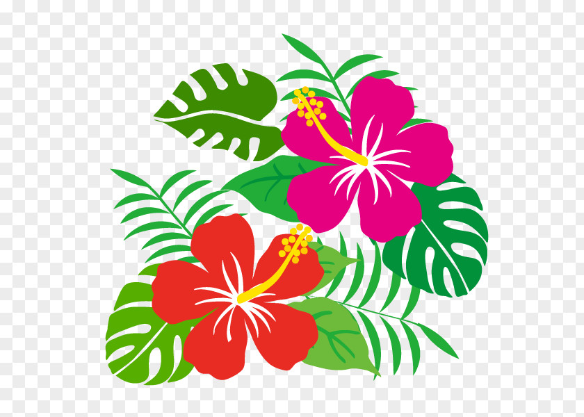 Hibiscus Flower. PNG
