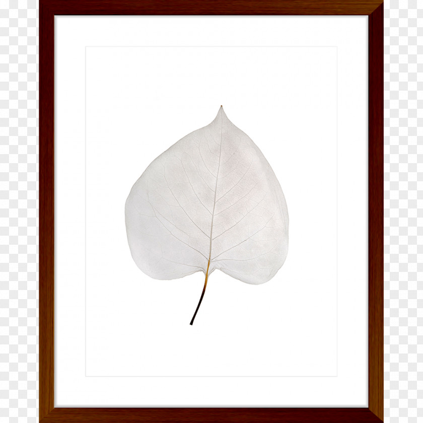 Leaf Watercolor Petal PNG