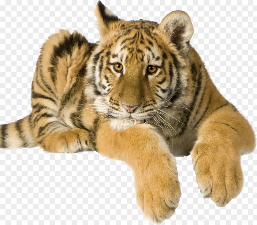 Tiger Camcorder Video Cameras Image Cat PNG