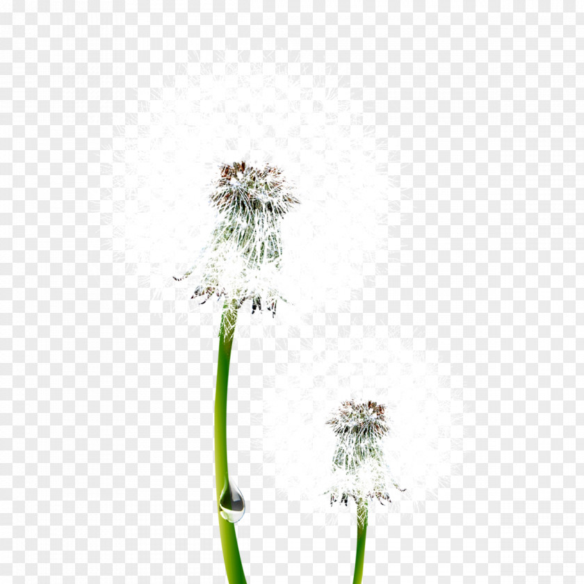 White Dandelion Common Taraxacum Platycarpum Nagammal Mills P Ltd Euclidean Vector PNG