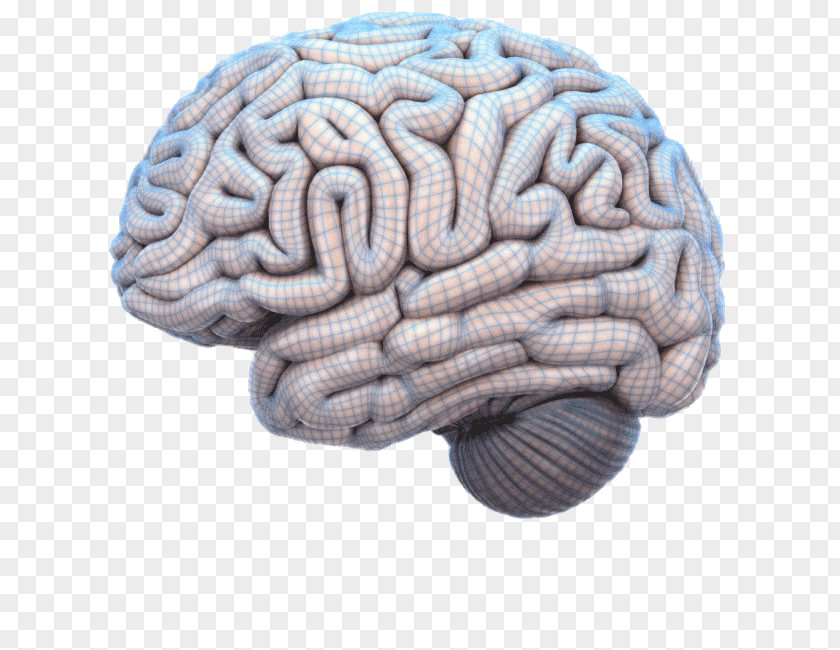 Brain Mapping Human Project Anatomy PNG