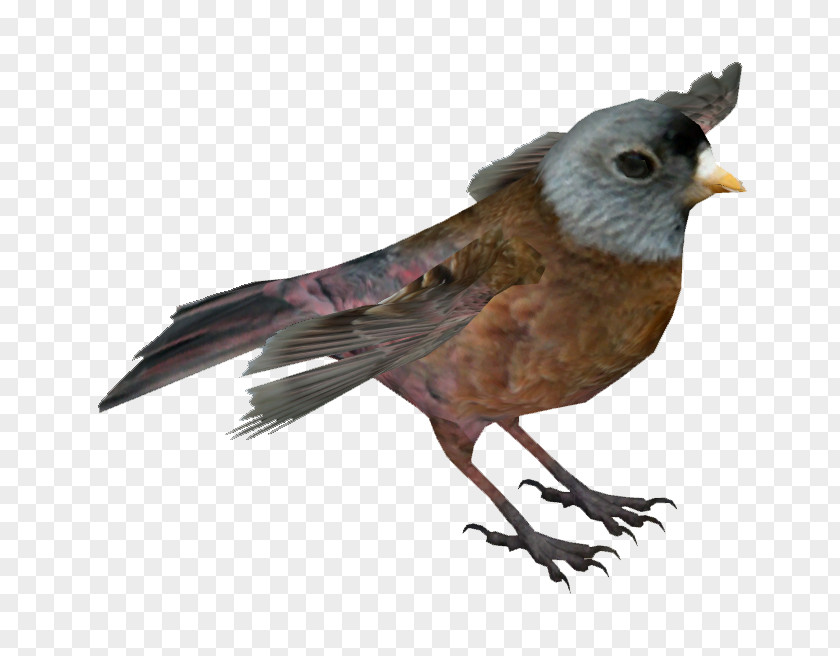 Finch Zoo Tycoon 2 Finches American Sparrows Beak PNG