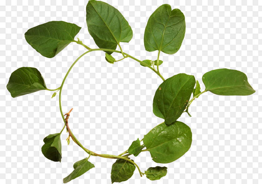Herbaceous Plant Clip Art PNG