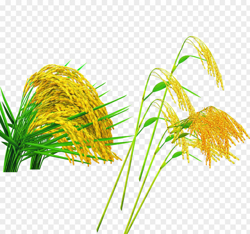 Rice Wheat Oryza Sativa Crop Advertising PNG